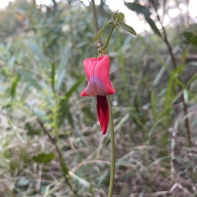 Kennedia rubicunda (Dusky Coral Pea) at Ulladulla, NSW - 18 Jul 2024 by Clarel