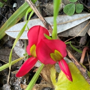 Kennedia prostrata at Ulladulla, NSW - 18 Jul 2024