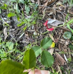 Kennedia prostrata at Ulladulla, NSW - 18 Jul 2024 04:20 PM