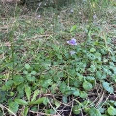 Viola hederacea (Ivy-leaved Violet) at Ulladulla, NSW - 18 Jul 2024 by Clarel