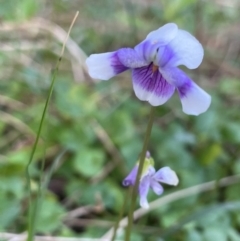 Viola hederacea at Ulladulla, NSW - 18 Jul 2024