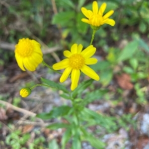 Senecio madagascariensis at Ulladulla, NSW - 18 Jul 2024 04:23 PM