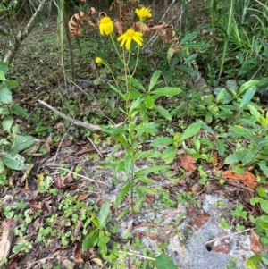 Senecio madagascariensis at Ulladulla, NSW - 18 Jul 2024 04:23 PM