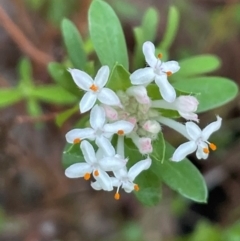 Pimelea linifolia (Slender Rice Flower) at Ulladulla, NSW - 18 Jul 2024 by Clarel