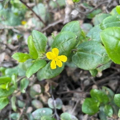 Goodenia ovata (Hop Goodenia) at Ulladulla, NSW - 18 Jul 2024 by Clarel