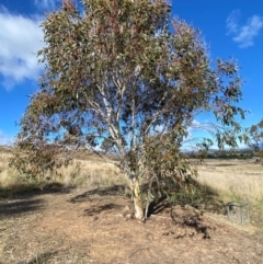 Eucalyptus pauciflora subsp. pauciflora (White Sally, Snow Gum) at Whitlam, ACT - 18 Jul 2024 by SteveBorkowskis