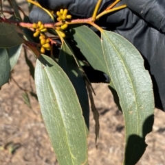 Eucalyptus pauciflora subsp. pauciflora at Whitlam, ACT - 18 Jul 2024 12:50 PM