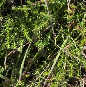 Asperula conferta at Whitlam, ACT - 18 Jul 2024