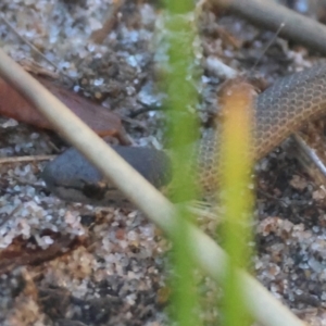 Drysdalia rhodogaster at Guerilla Bay, NSW - 18 Jul 2024 02:47 PM