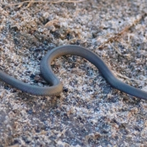 Drysdalia rhodogaster at Guerilla Bay, NSW - 18 Jul 2024 02:47 PM