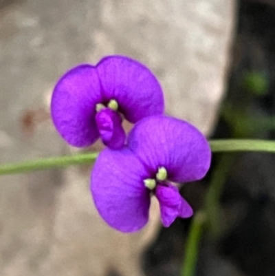 Hardenbergia violacea (False Sarsaparilla) at Ulladulla, NSW - 18 Jul 2024 by Clarel