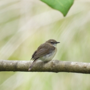 Gerygone magnirostris at Mount Stuart, QLD - 18 Feb 2024