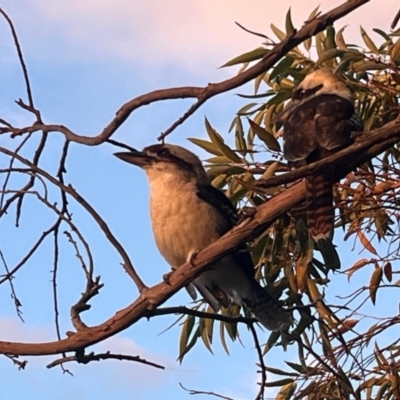 Dacelo novaeguineae (Laughing Kookaburra) at Ulladulla, NSW - 18 Jul 2024 by Clarel