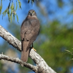 Accipiter fasciatus (Brown Goshawk) at Kelso, QLD - 15 Jun 2024 by TerryS