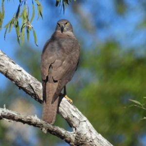 Accipiter fasciatus (Brown Goshawk) at Kelso, QLD by TerryS