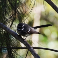 Rhipidura albiscapa (Grey Fantail) at Kelso, QLD - 16 Jun 2024 by TerryS