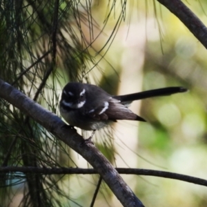 Rhipidura albiscapa (Grey Fantail) at Kelso, QLD by TerryS