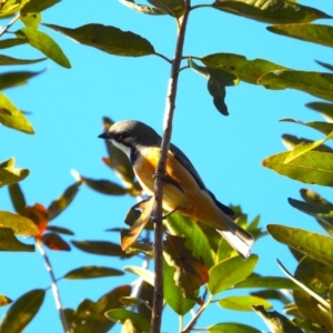 Pachycephala rufiventris at Kelso, QLD - 5 Aug 2023