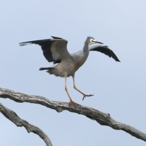 Egretta novaehollandiae at Winton North, VIC - 15 Jul 2024 02:19 PM