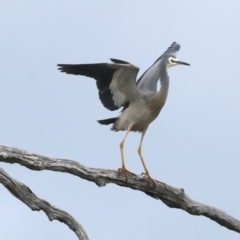 Egretta novaehollandiae at Winton North, VIC - 15 Jul 2024