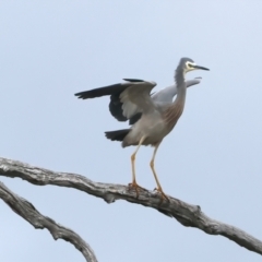 Egretta novaehollandiae at Winton North, VIC - 15 Jul 2024