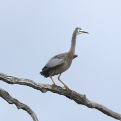 Egretta novaehollandiae at Winton North, VIC - 15 Jul 2024