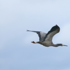 Egretta novaehollandiae at Winton North, VIC - 15 Jul 2024 02:19 PM