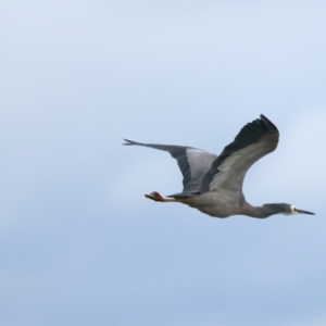 Egretta novaehollandiae at Winton North, VIC - 15 Jul 2024