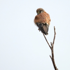 Falco cenchroides (Nankeen Kestrel) at Chesney Vale, VIC - 15 Jul 2024 by jb2602