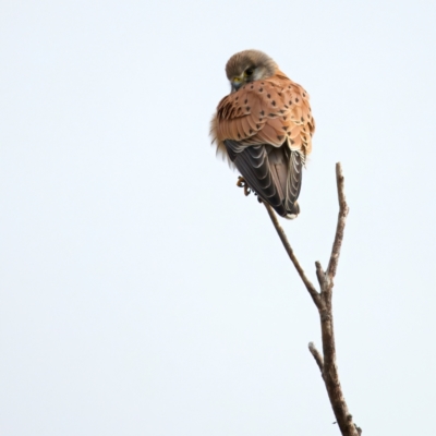 Falco cenchroides (Nankeen Kestrel) at Winton Wetlands - 15 Jul 2024 by jb2602