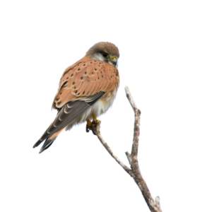 Falco cenchroides at Chesney Vale, VIC - 15 Jul 2024 11:23 AM