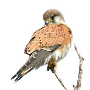 Falco cenchroides at Chesney Vale, VIC - 15 Jul 2024 11:23 AM