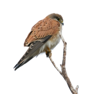 Falco cenchroides at Chesney Vale, VIC - 15 Jul 2024 11:23 AM