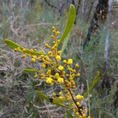 Acacia gladiiformis (Sword Wattle, Sword-leaf Wattle) at Bumbaldry, NSW - 17 Jul 2024 by RobG1