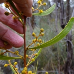 Acacia gladiiformis at Bumbaldry, NSW - 17 Jul 2024