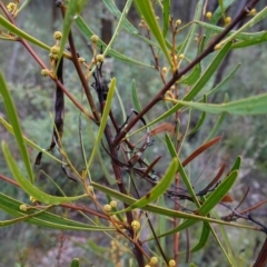 Acacia gladiiformis at Bumbaldry, NSW - 17 Jul 2024