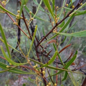 Acacia gladiiformis at Bumbaldry, NSW - 17 Jul 2024