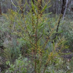 Acacia gladiiformis at Bumbaldry, NSW - 17 Jul 2024