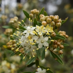 Phebalium squamulosum subsp. squamulosum (Forest Phebalium) at Bumbaldry, NSW - 17 Jul 2024 by RobG1