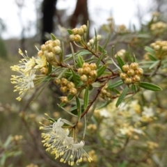 Phebalium squamulosum subsp. squamulosum at Bumbaldry, NSW - 17 Jul 2024