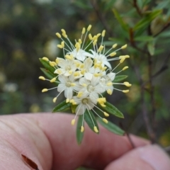 Phebalium squamulosum subsp. squamulosum at Bumbaldry, NSW - 17 Jul 2024