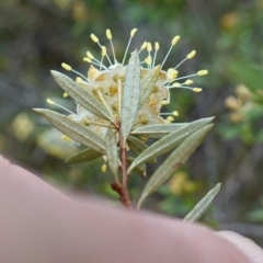 Phebalium squamulosum subsp. squamulosum at Bumbaldry, NSW - 17 Jul 2024