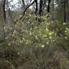 Phebalium squamulosum subsp. squamulosum at Bumbaldry, NSW - 17 Jul 2024