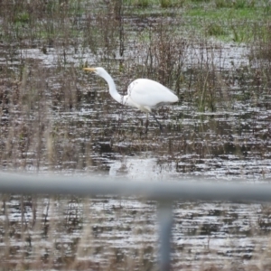 Ardea alba at Burradoo, NSW - 7 Jul 2024