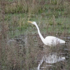 Ardea alba at Burradoo, NSW - 7 Jul 2024 02:00 PM