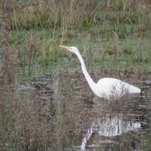 Ardea alba at Burradoo, NSW - 7 Jul 2024