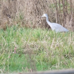 Egretta novaehollandiae (White-faced Heron) at Burradoo, NSW - 7 Jul 2024 by Span102