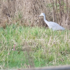 Egretta novaehollandiae at Burradoo, NSW - 7 Jul 2024