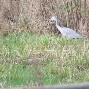 Egretta novaehollandiae at Burradoo, NSW - 7 Jul 2024 02:02 PM