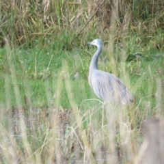 Egretta novaehollandiae at Burradoo, NSW - 7 Jul 2024